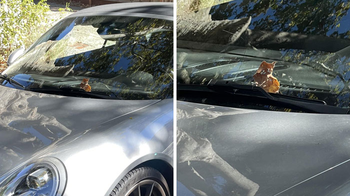 Cute Kitty On A Windshield