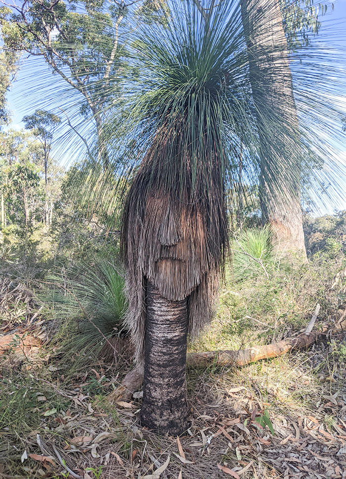 Found A Face On A Tree Today