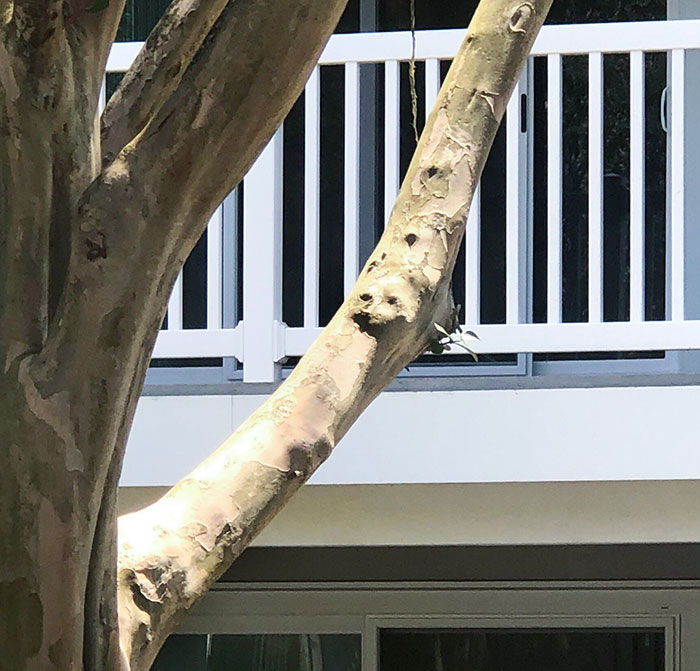 It Looks Like There's A Dog Trapped In This Tree