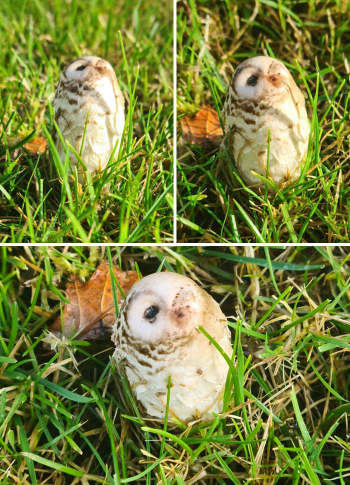 Look At This Little Mushroom Owl
