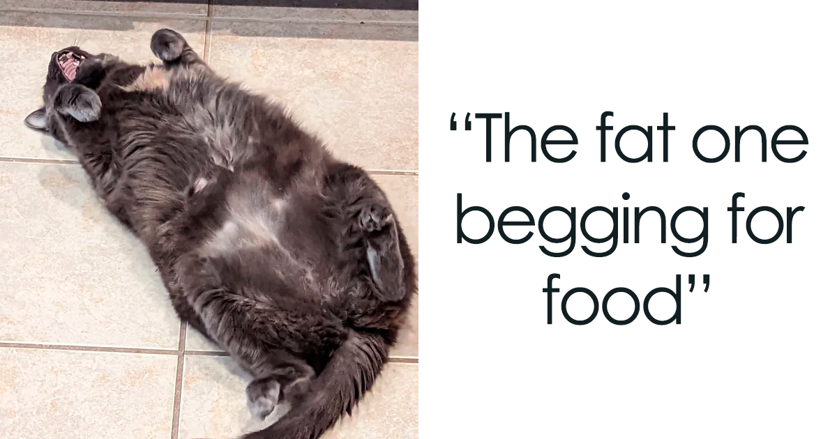 50 Times Cats Could Not Shut Up, So Their Owners Took A Pic