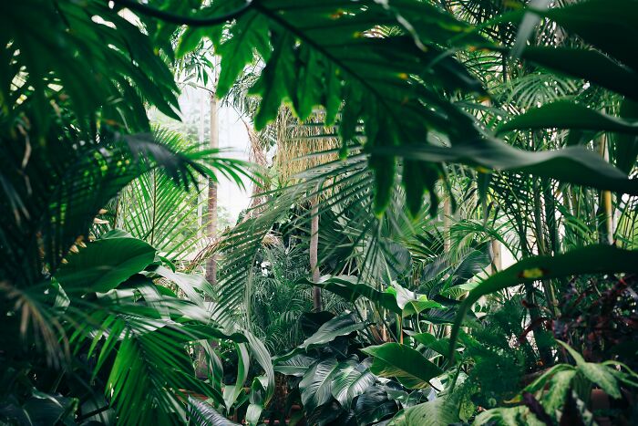 A lush jungle setting filled with dense green foliage, evoking shower thoughts amidst nature.