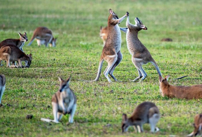 Kangaroos engaging playfully in a green field, prompting curious shower thoughts questions about animal behavior.