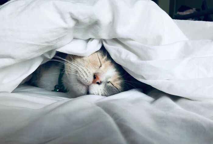 Cat peacefully sleeping under a white blanket, evoking thoughtful shower thoughts.
