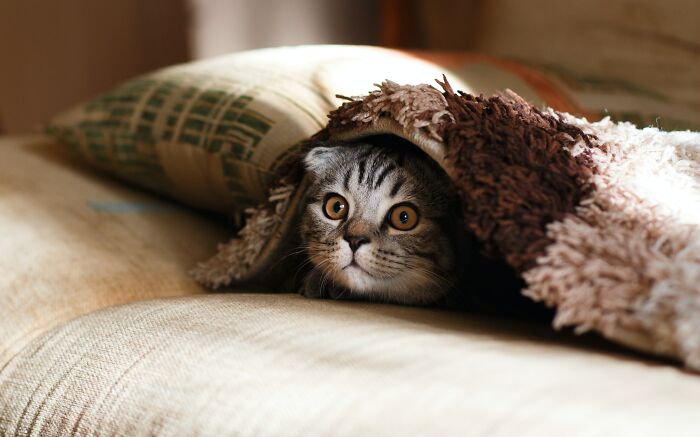 Cat peeking from under a blanket, illustrating curiosity linked to shower thoughts questions.
