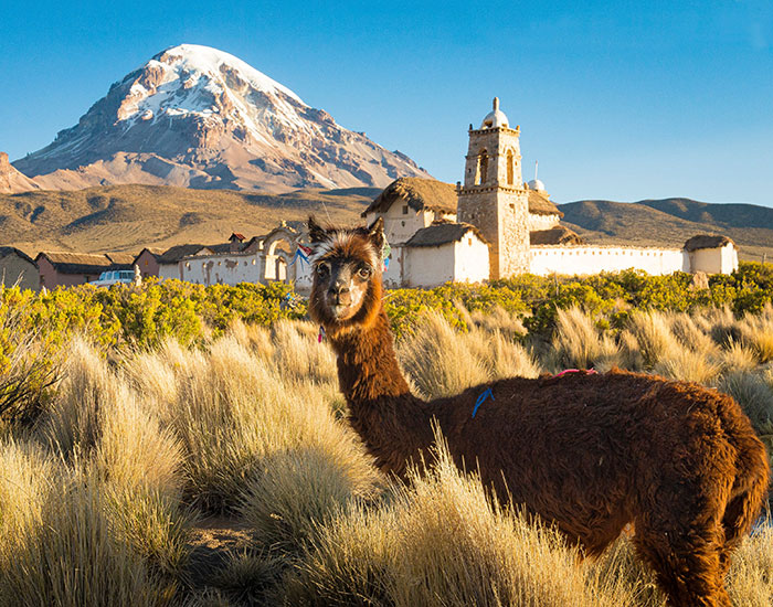 Alpaca in front of Nevado Sajama, Bolivia