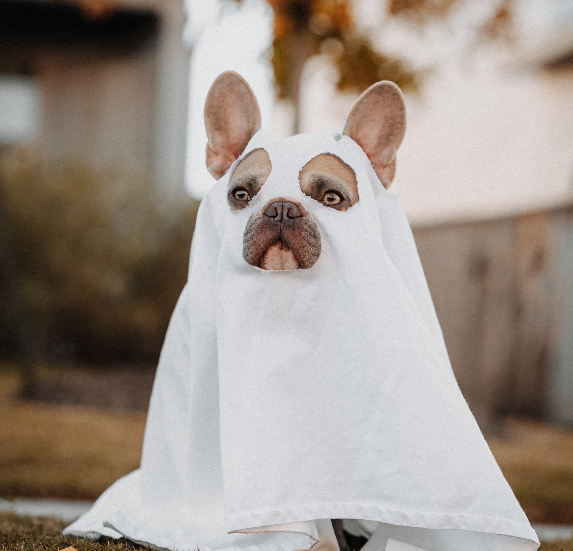 A dog dressed as a ghost for Halloween, with a sheet covering its body while standing outdoors.