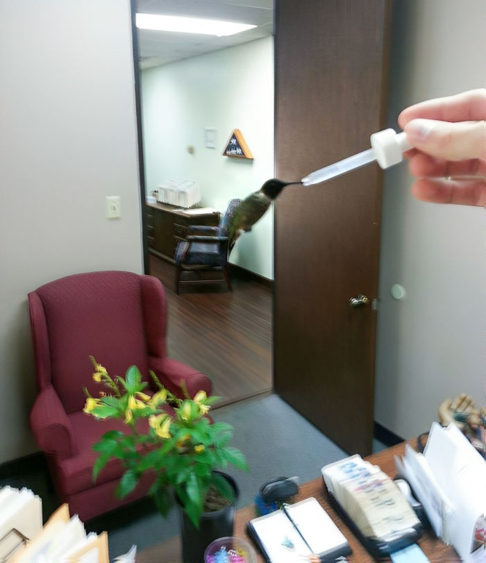 My Boss Recently Rescued An Injured Hummingbird. It Loves Being Fed Sugar Water Through An Eye Dropper