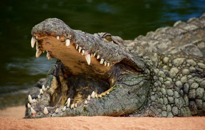 Crocodile with an open jaw