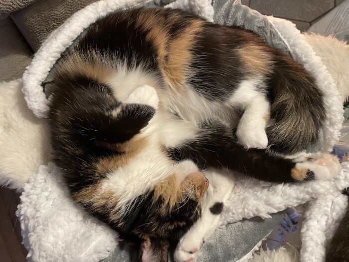 My Gracie Girl. Love Her Colors