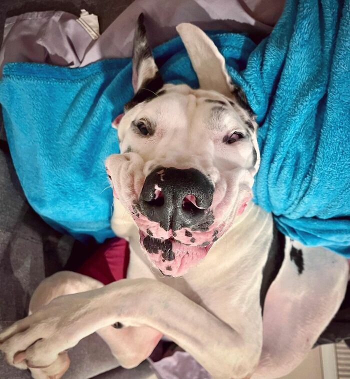 Great Dane Meets Elderly Woman On A Hike, Decides She’s His Grandma Now Great Dane Meets Elderly Woman On A Hike, Decides She’s His Grandma Now