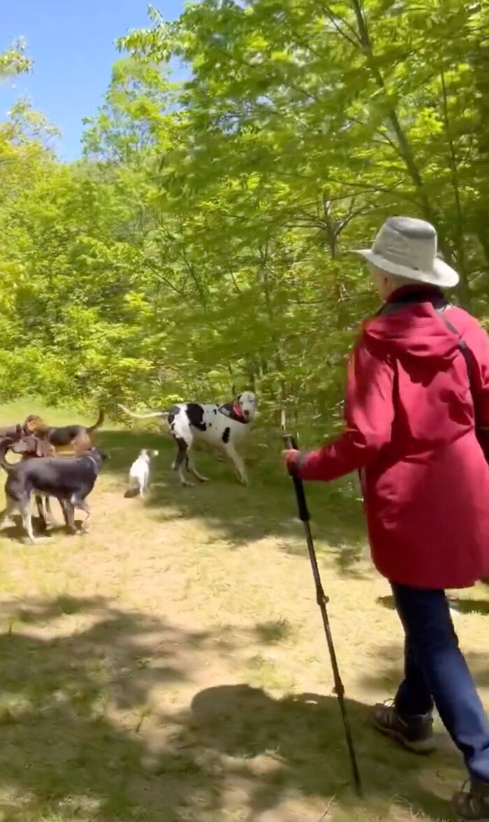 Great Dane Meets Elderly Woman On A Hike, Decides She’s His Grandma Now Great Dane Meets Elderly Woman On A Hike, Decides She’s His Grandma Now