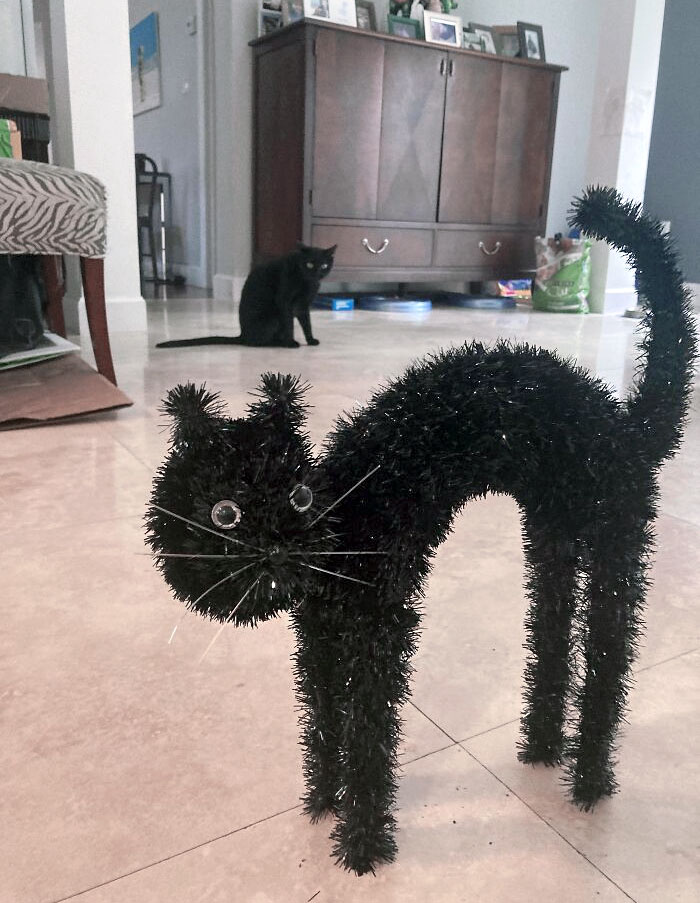 The Halloween Decoration Next To My Cat, Shadow