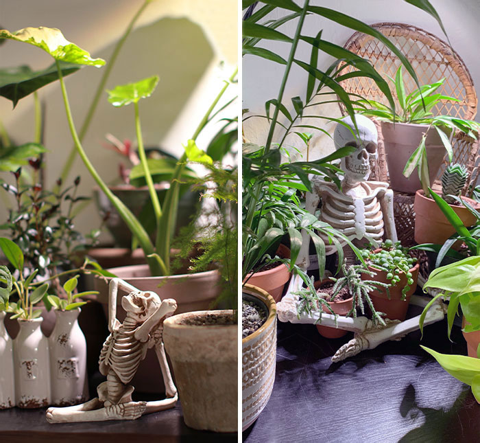 Getting Ready For Halloween Plant Decor