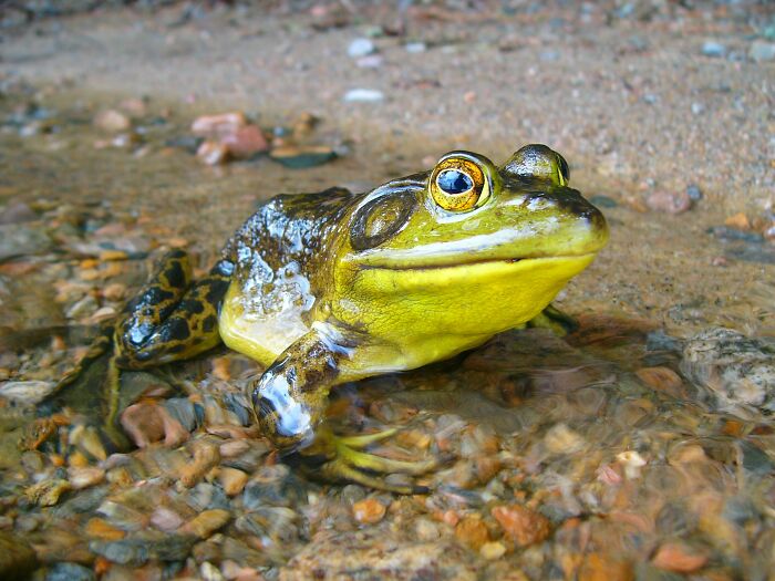 &ldquo;Girl, Same&rdquo;: Female Frogs Will Do Anything &ndash; Even Fake Death &ndash; To Avoid Males, Study Shows