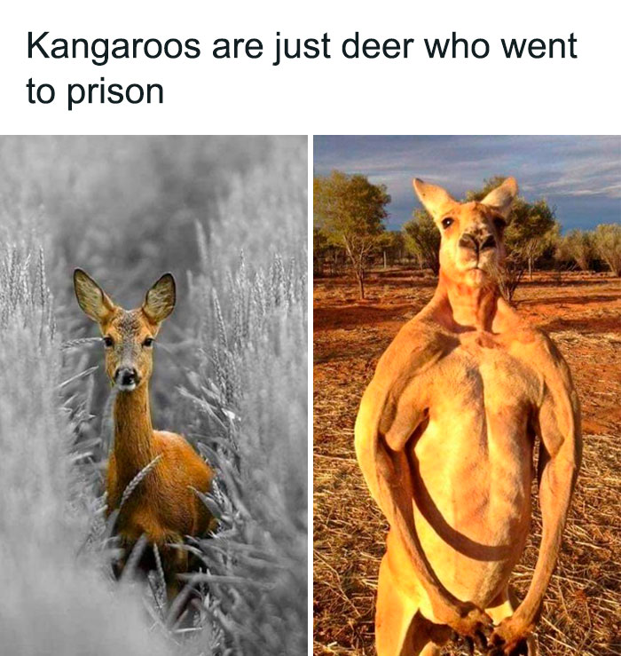 Hilarious-Brainy-Memes