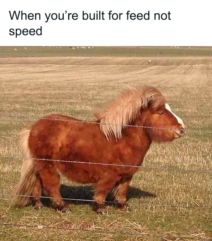 Hilarious-Brainy-Memes