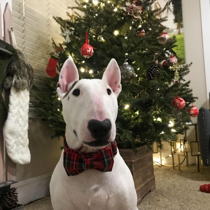 A Dog Bowtie In Festive Tartan Plaid , For When They Need To Dress Up For A Holiday Cocktail Party (Aka Sitting On Your Lap, Watching Great British Bake Off Holiday Specials With You)