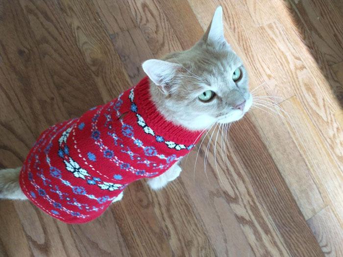 Light orange cat wearing a red patterned sweater indoors, showcasing paw-fect gifts for pets and their obsessed humans.