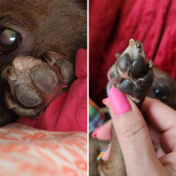 A Tin Of Paw Butter Moisturizer , So Dry, Cracked Wintertime Paws Don't Get In The The Way Of Any Merry-Making.