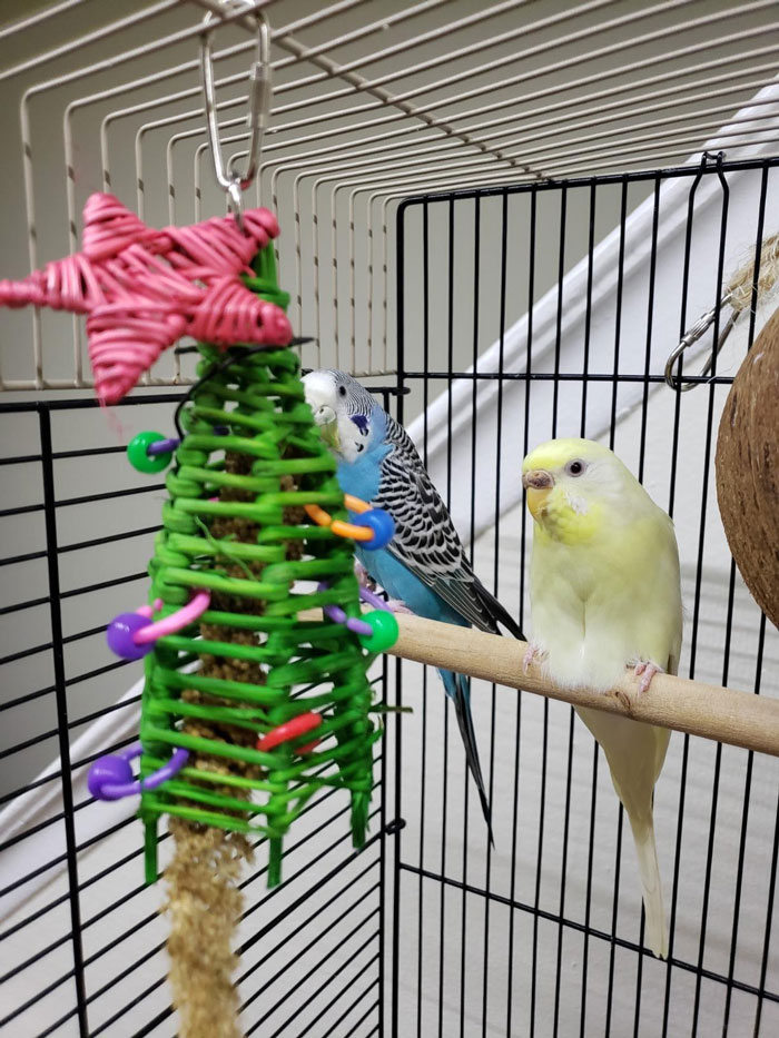 Two colorful pet birds perched inside a cage with a green woven toy shaped like a Christmas tree, ideal gifts for pets.
