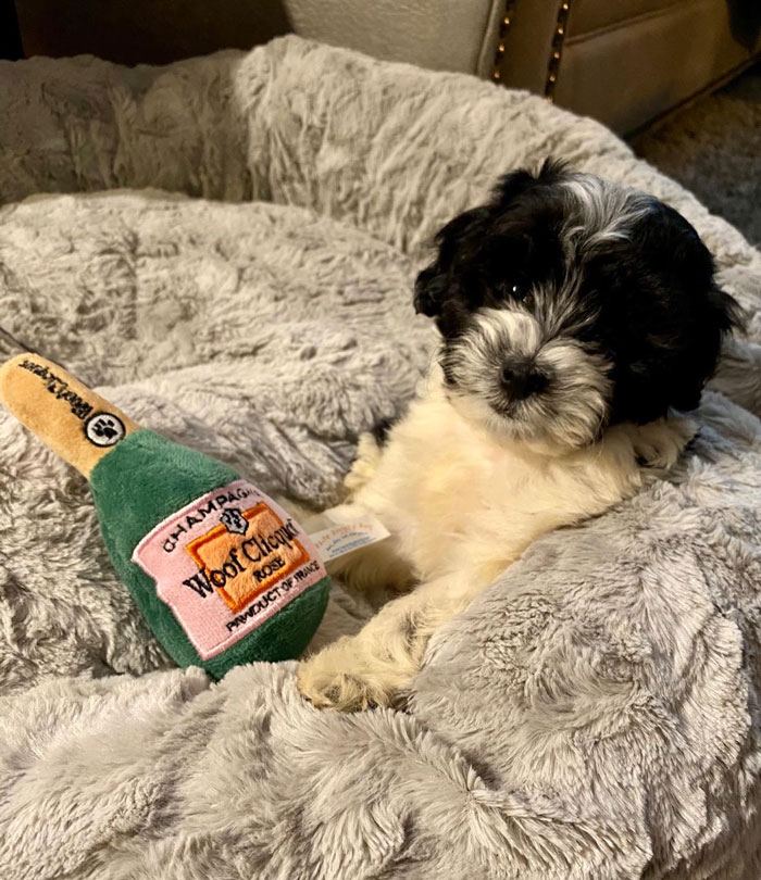 Puppy resting on a soft pet bed with a plush champagne bottle toy, showcasing gifts for pets and obsessed humans.