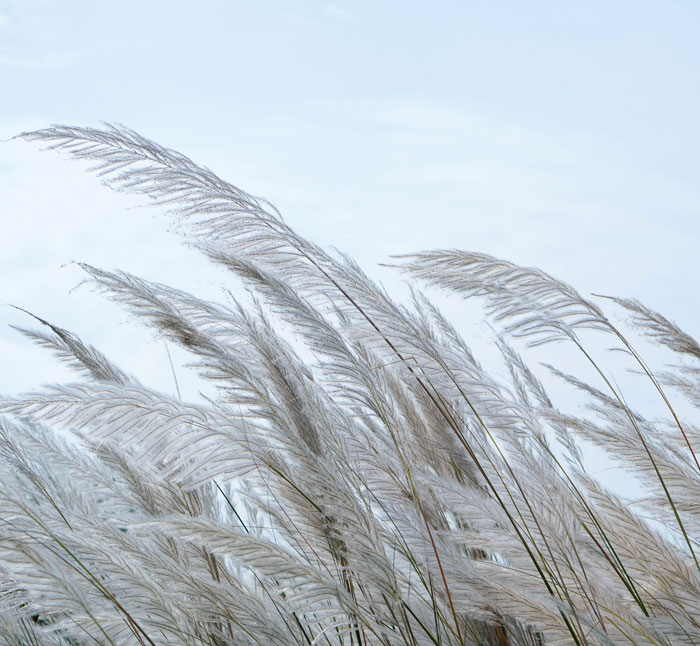 Close-up photo of ornamental grass.