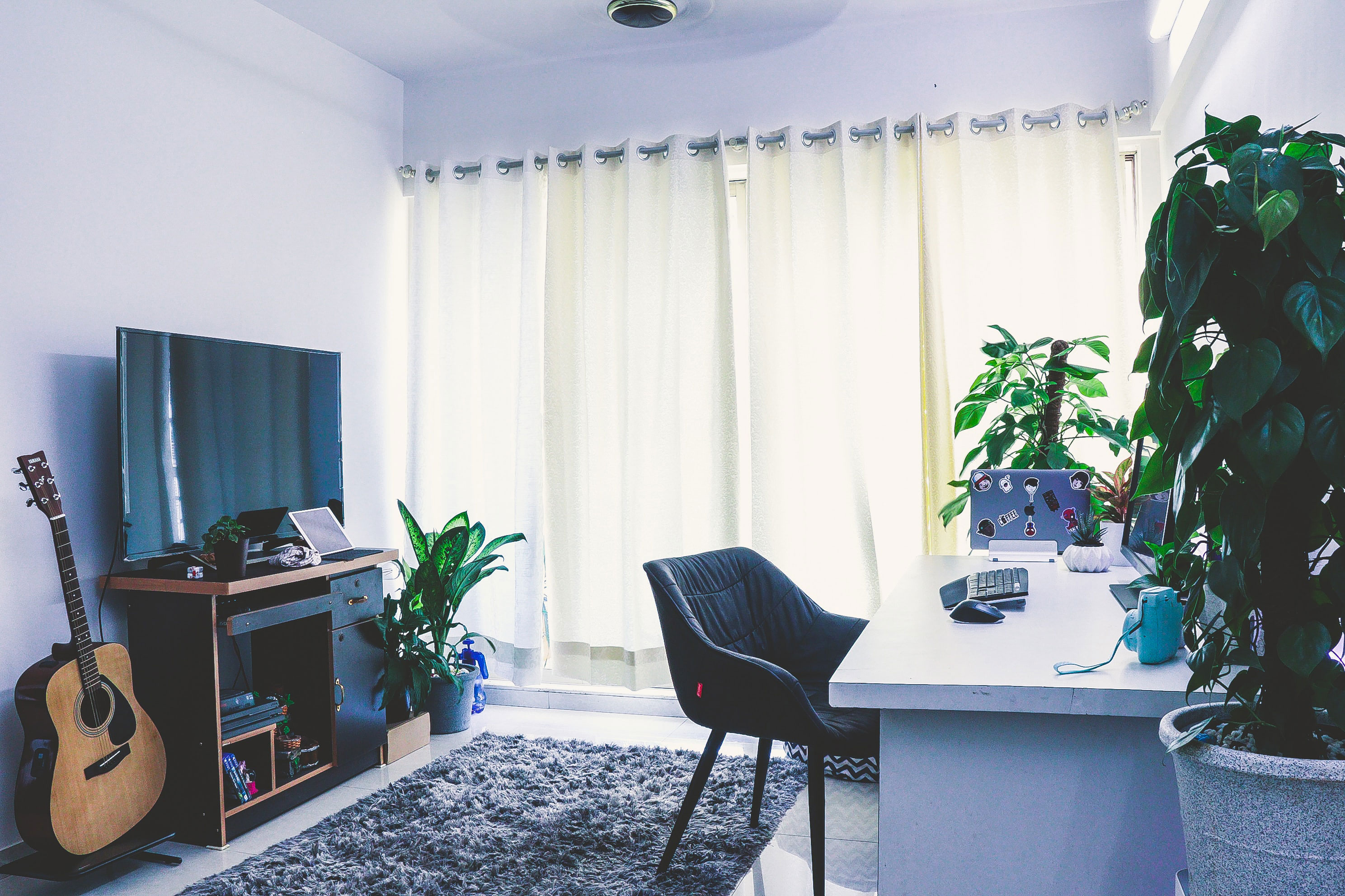 Bright home office with grey floor rug, black chair, green plants, and natural light from large window curtains.