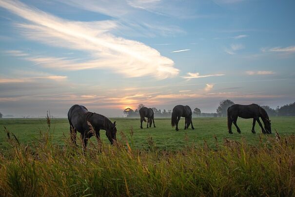 Friesland: A Unique Dutch Province