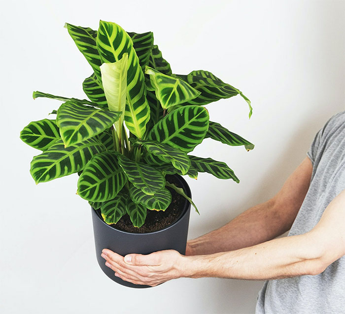 person holding Zebra plant in black pot