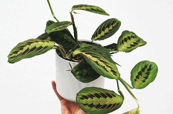 a person holding a Prayer plant with green leaves and white pot