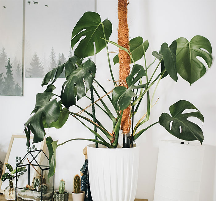 a Monteras plant in a white pot on a table
