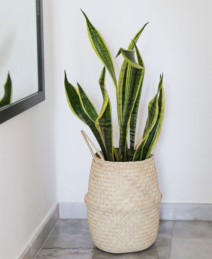 Snake plant in basket