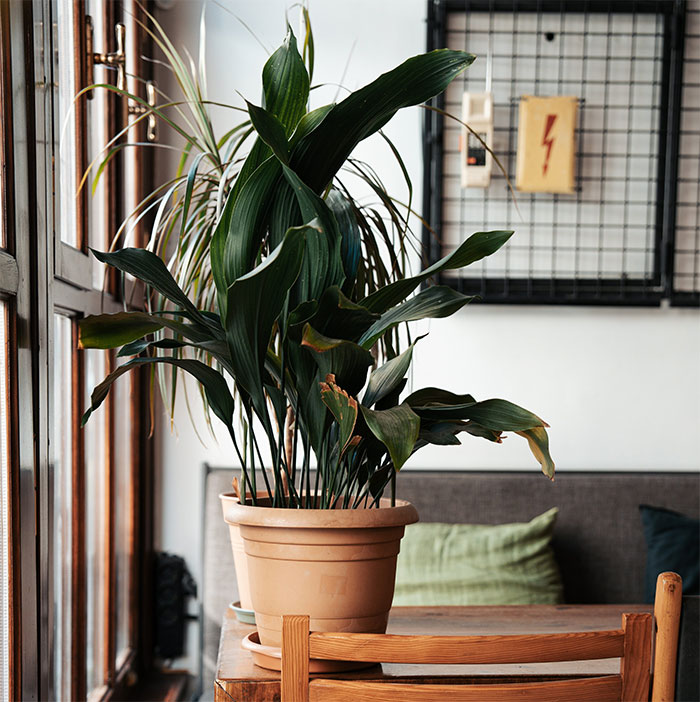 Cast Iron plant standing in brown pot on table