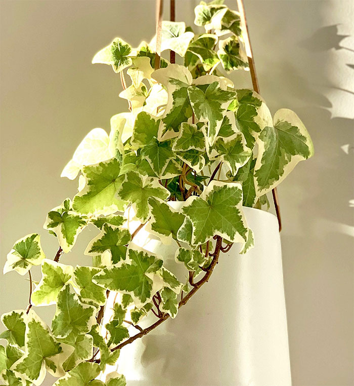 English Ivies hanging on the wall and in white pot