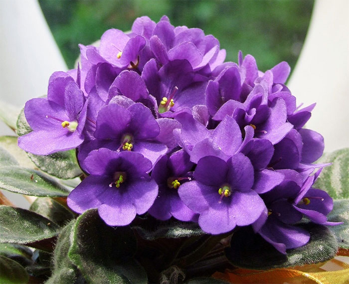 African Violet in pot