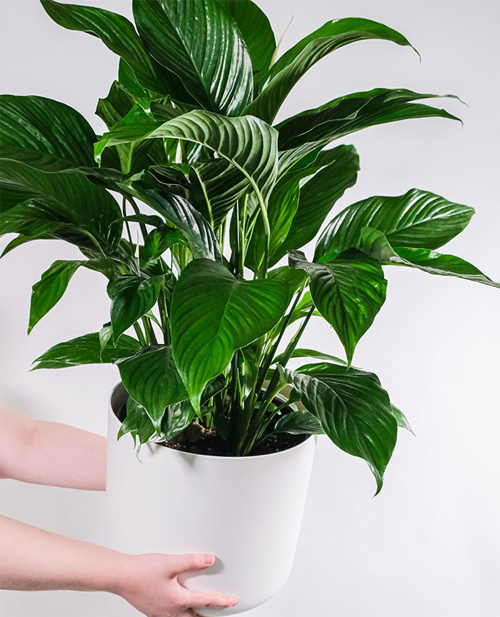 Peace Lily Spathiphyllum wallisii in a white pot held by two woman&rsquo;s hands