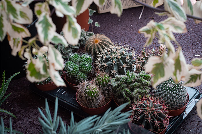 Different cactus in pots