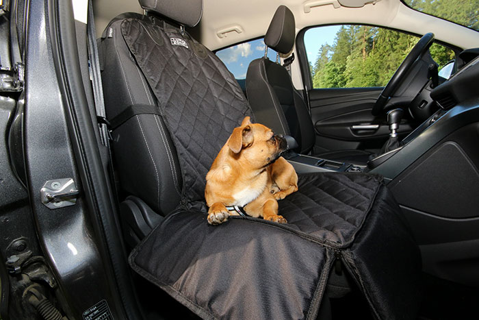 Small brown dog on cars seat Small brown dog on cars seat