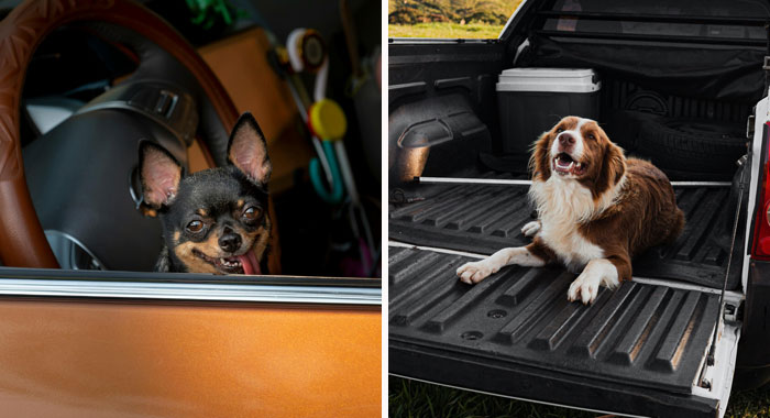 How to get Dog Hair out of your Car (10 Effective Methods)