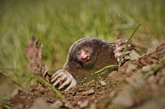 Mole emerging from earth in a garden, illustrating how to get rid of moles and keep them away permanently.