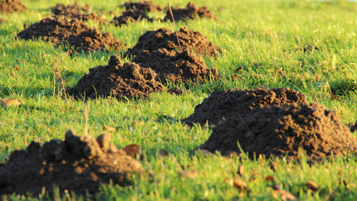 Molehills scattered across a green lawn illustrating common signs on how to get rid of moles and keep them away permanently