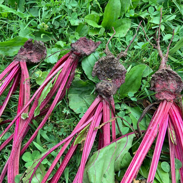 beets eaten by moles
