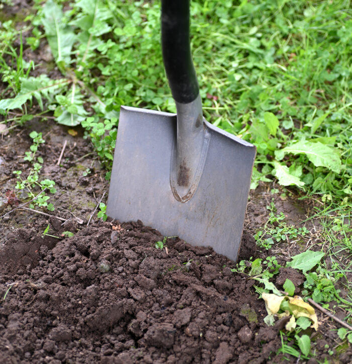 Shovel digging into soil in garden to help get rid of moles and keep them away permanently from lawn area