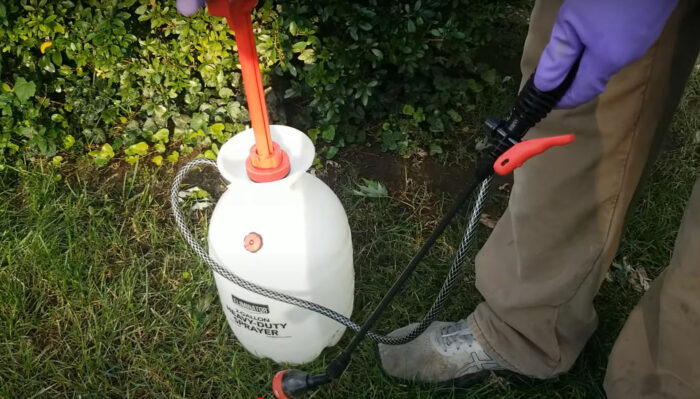 Gardener holding a device for repellent spray on grass, used for mole control and keeping moles away permanently.