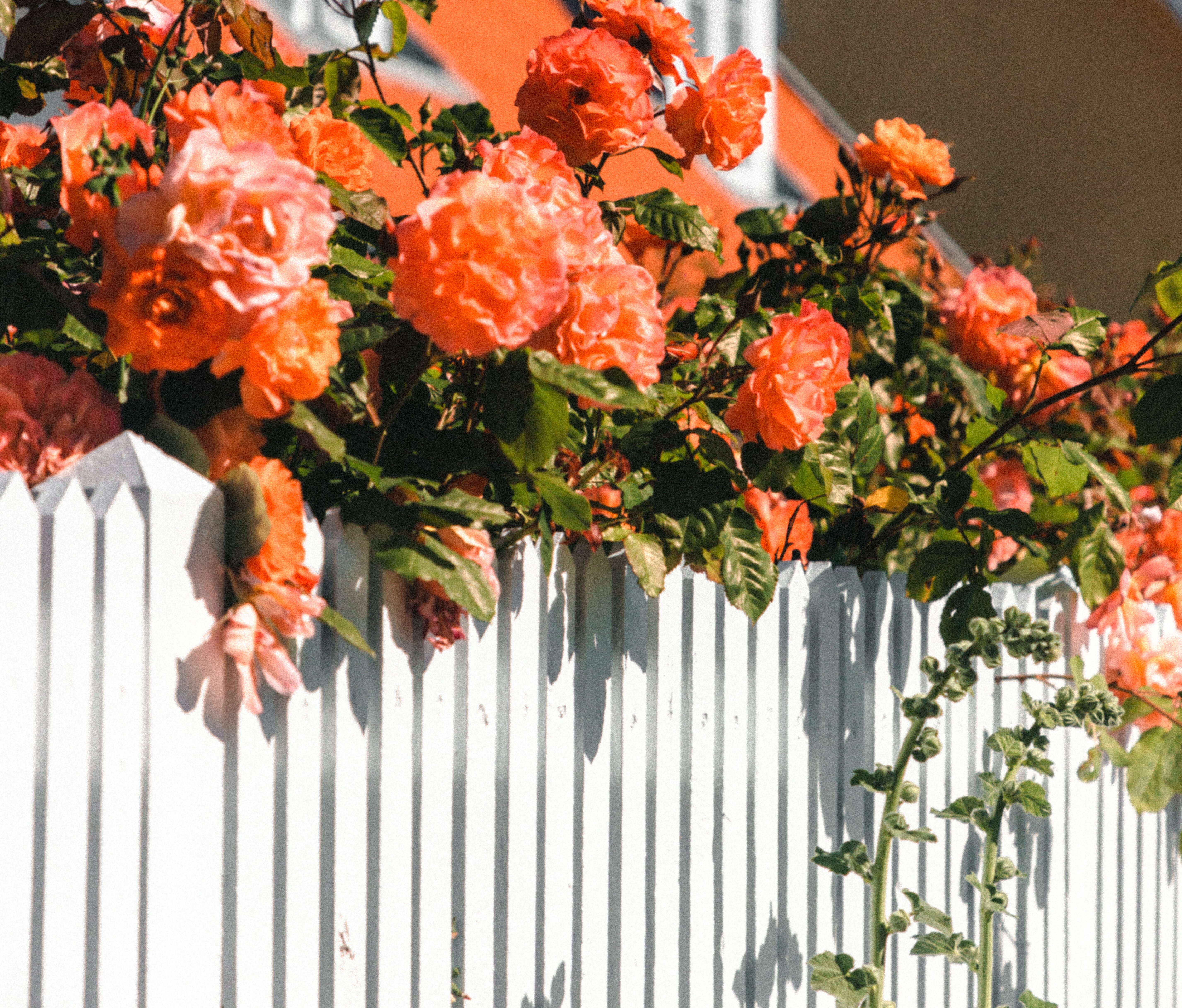 orange flowers with white fence orange flowers with white fence