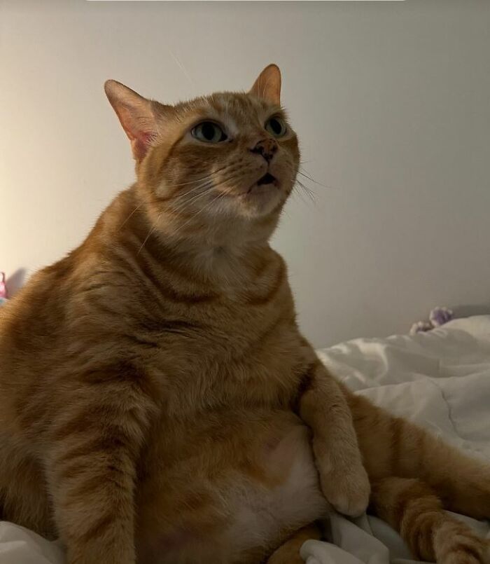 I-Am-A-Photographer-Tiktok-Trend-Funny