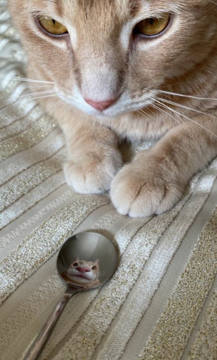 I-Am-A-Photographer-Tiktok-Trend-Funny