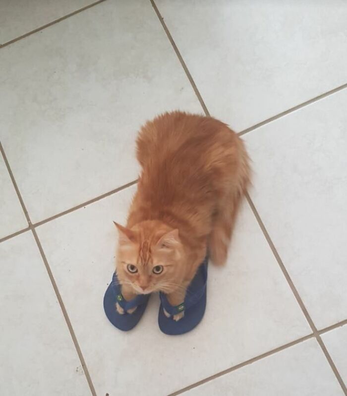 I-Am-A-Photographer-Tiktok-Trend-Funny