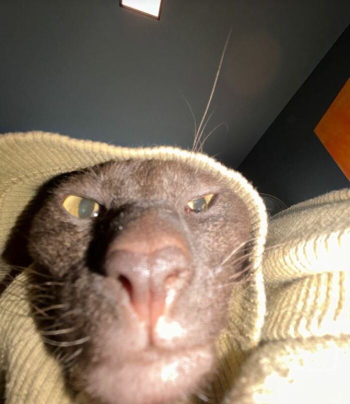 I-Am-A-Photographer-Tiktok-Trend-Funny